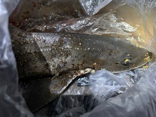 ホシザメの釣果