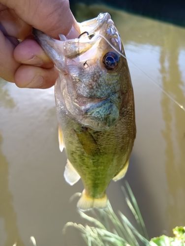 ラージマウスバスの釣果
