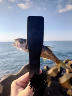 ムツの釣果