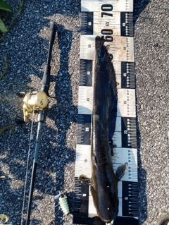 ニホンナマズの釣果