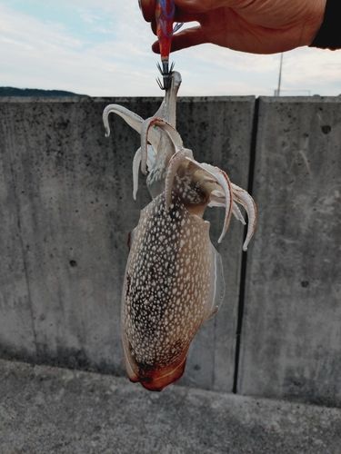 シリヤケイカの釣果