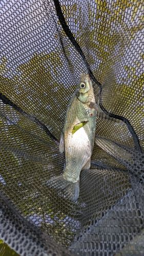 ワタカの釣果