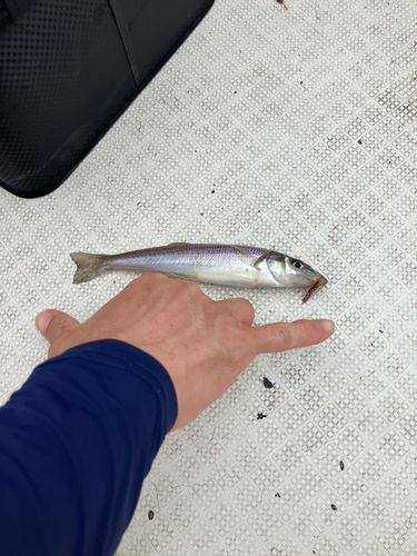 シロギスの釣果