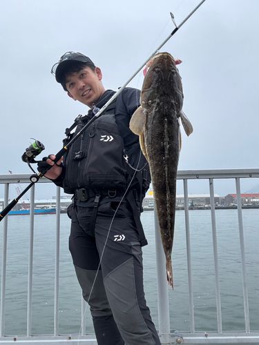 マゴチの釣果