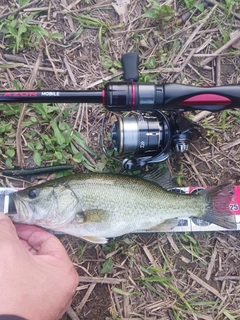 ラージマウスバスの釣果