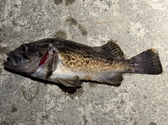 クロソイの釣果