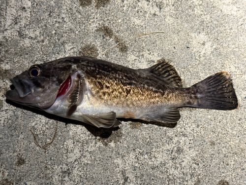 クロソイの釣果