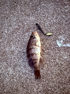 メバルの釣果