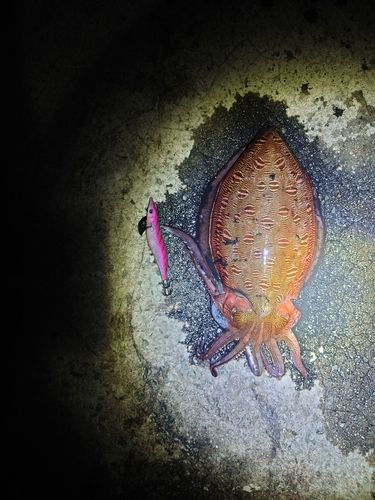 モンゴウイカの釣果
