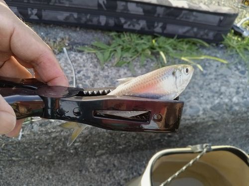 サッパの釣果