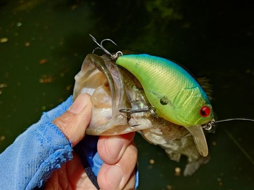 ブルーギルの釣果