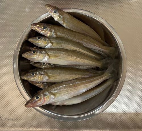 キスの釣果