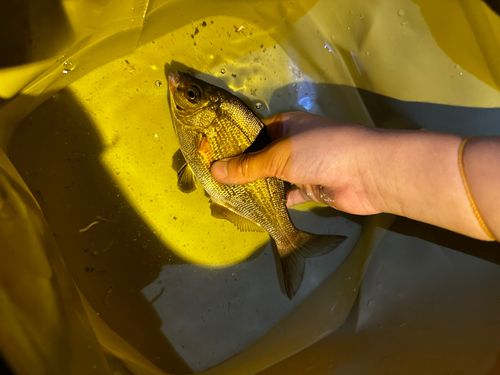ウミタナゴの釣果