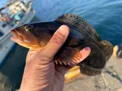 アイナメの釣果
