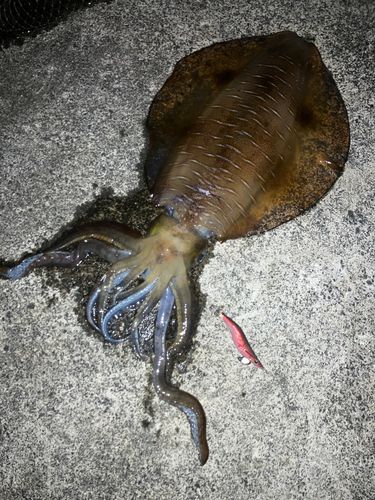 アオリイカの釣果