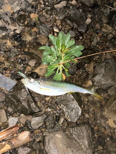 ヒラの釣果