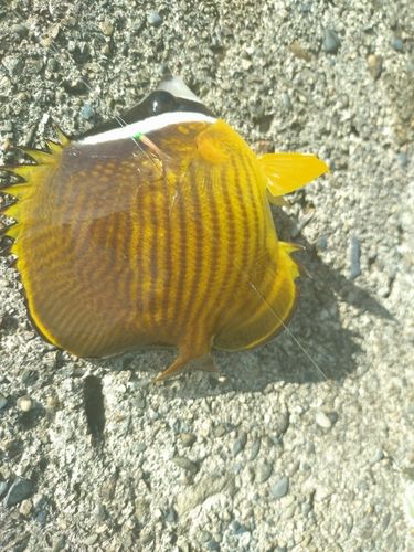 チョウチョウウオの釣果
