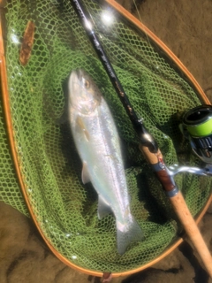 シンシュウサーモンの釣果