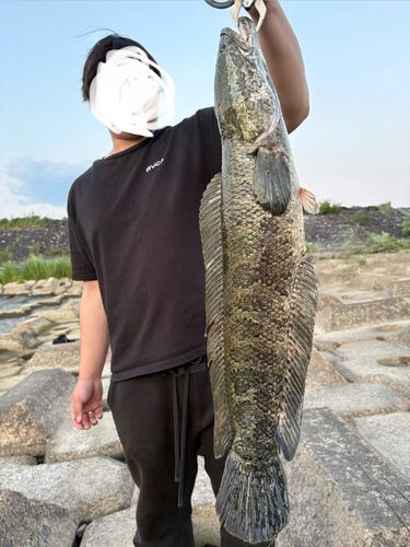 静岡県東部で釣れたライギョの釣り・釣果情報 - アングラーズ | 釣果