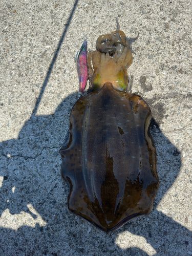 アオリイカの釣果