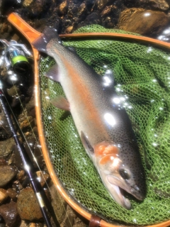 ニジマスの釣果