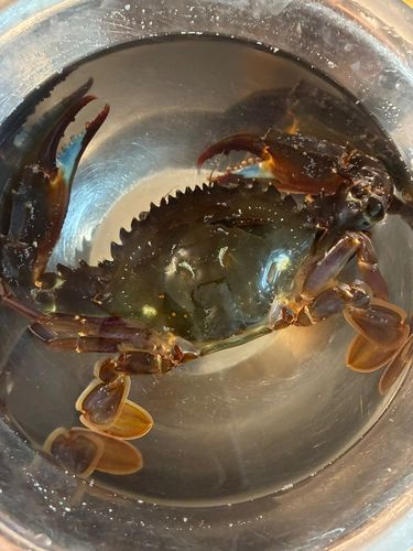 ガザミの釣果
