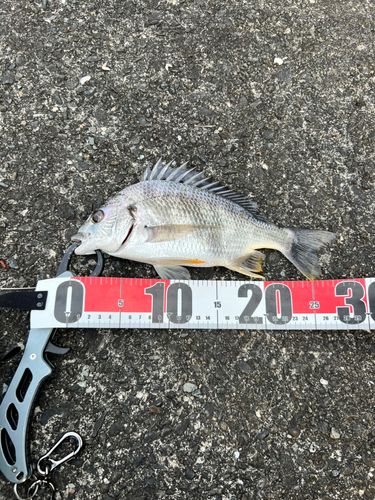 キビレの釣果