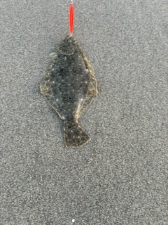 ソゲの釣果