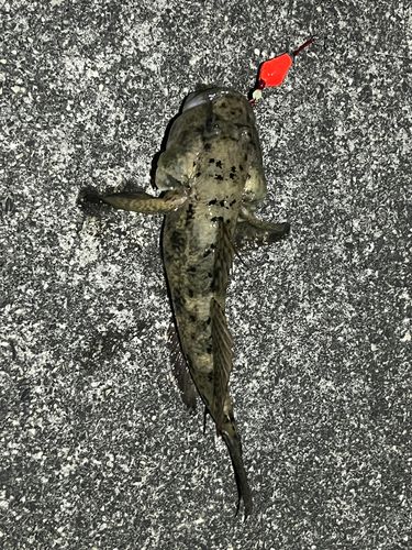 ハゼの釣果