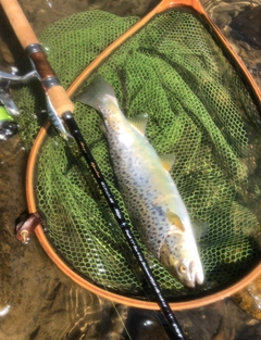 ブラウントラウトの釣果