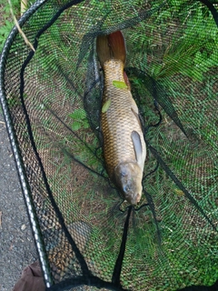 コイの釣果