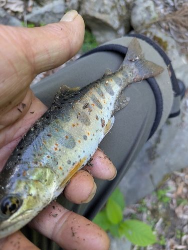 アマゴの釣果