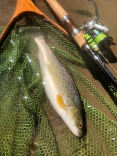 ブラウントラウトの釣果