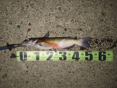 アメリカナマズの釣果