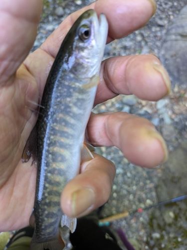 イワナの釣果