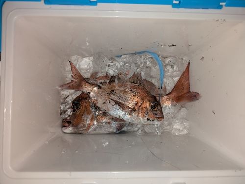 マダイの釣果