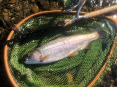 ニジマスの釣果