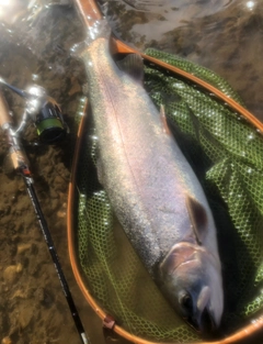 ニジマスの釣果