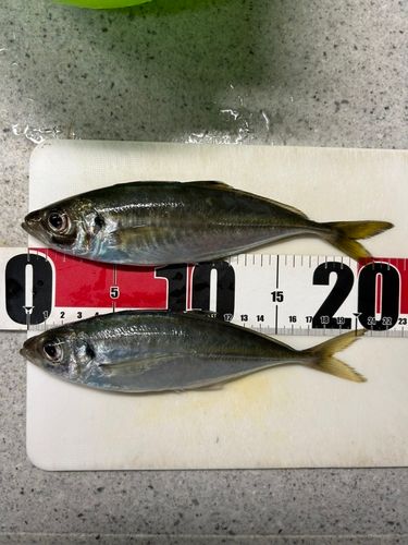 マアジの釣果