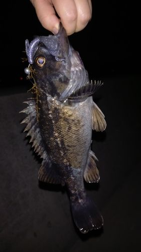 クロソイの釣果