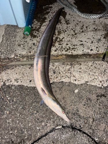 ハモの釣果