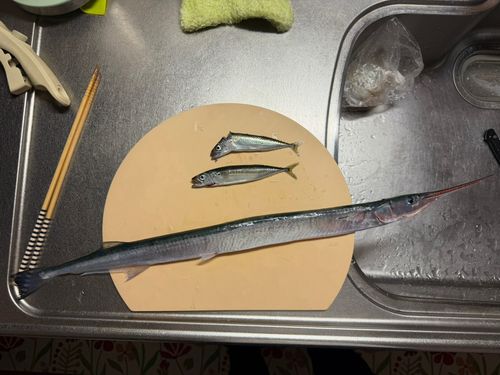 ダツの釣果