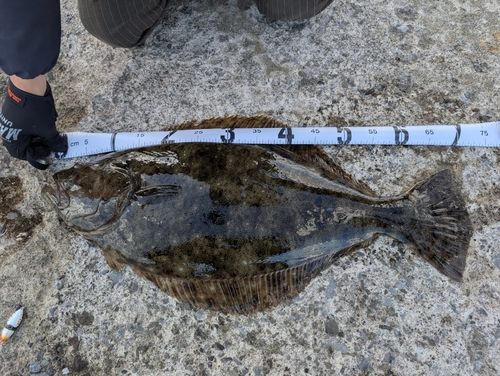 ヒラメの釣果