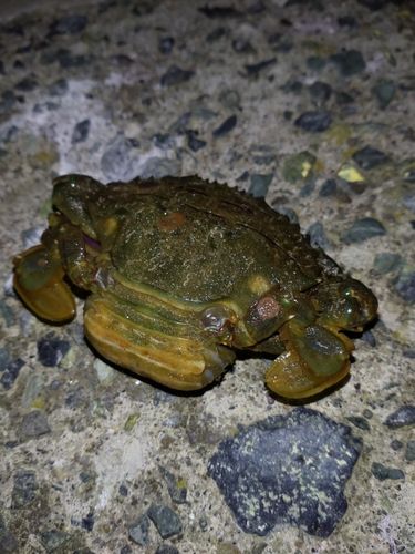 タイワンガザミの釣果