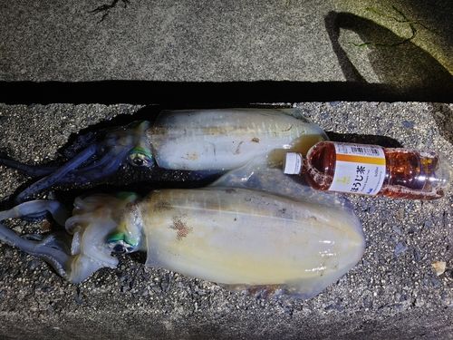 アオリイカの釣果