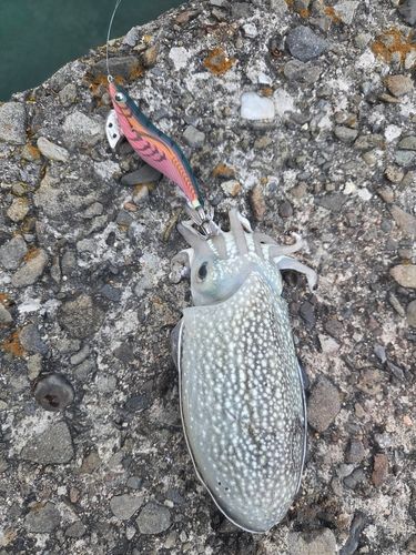 シリヤケイカの釣果