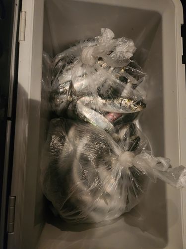マイワシの釣果
