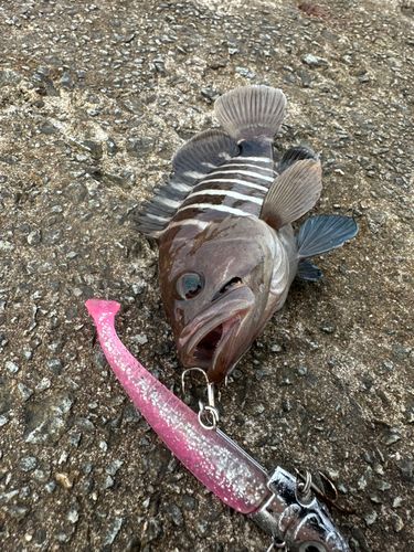 マハタの釣果