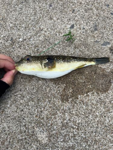 フグの釣果