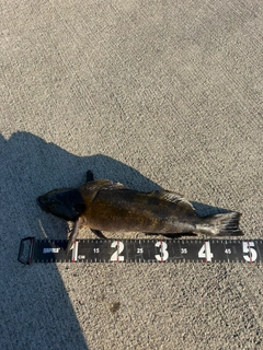 アイナメの釣果